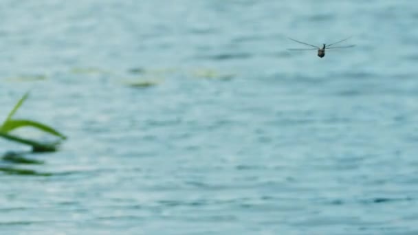 Eine Libelle Fliegt Über Das Wasser Eine Libelle Fliegt Über — Stockvideo