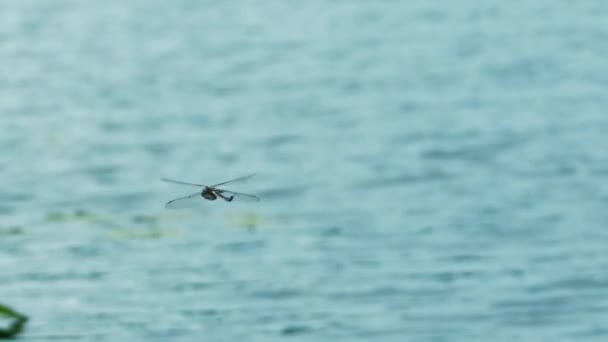 Una Libélula Vuela Sobre Agua Una Libélula Vuela Sobre Las — Vídeos de Stock