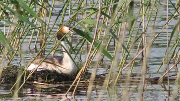 Gran Grebe Cresta Las Orillas Del Lago Reed Sienta Nido — Vídeos de Stock