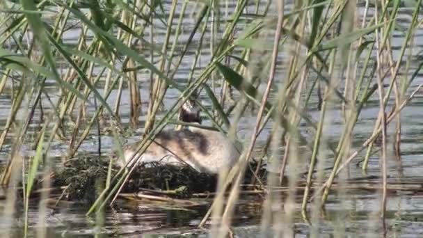 Grande Grebe Crested Nas Margens Lago Reed Senta Ninho Podiceps — Vídeo de Stock