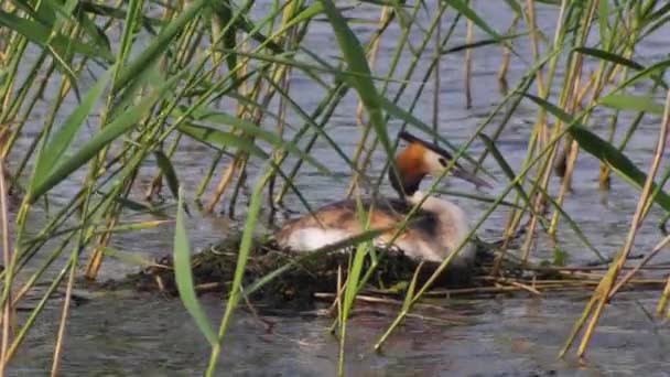 Gran Grebe Cresta Las Orillas Del Lago Reed Sienta Nido — Vídeo de stock