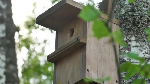 Vogelhuis Het Bos Houten Vogelkooi Draaikooi — Stockvideo