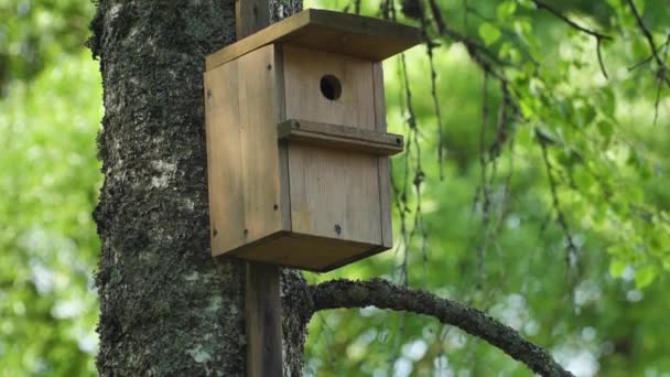 Domek Dla Ptaków Lesie Drewniana Klatka Dla Ptaków Klatka Pleśniowa — Wideo stockowe