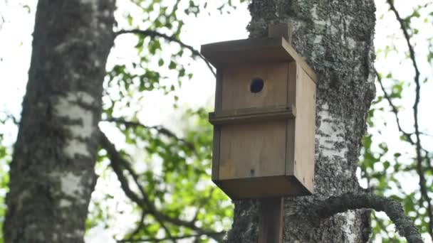Σπίτι Πουλιών Στο Δάσος Ξύλινο Κλουβί Πουλιών Θωρακισμένο Κλουβί — Αρχείο Βίντεο