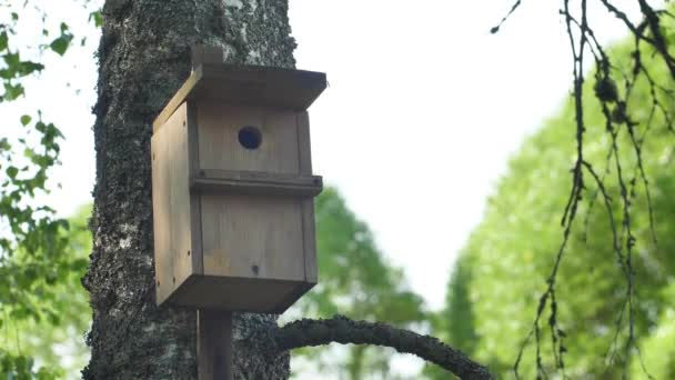 Maison Oiseaux Dans Forêt Cage Oiseaux Bois Cage Grive — Video