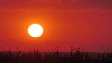 Kırmızı gün batımlı sıcak titreşimli hava. Kuşlar kırmızı bir günbatımı arka planında uçuyorlar. Titreyen ve hareket eden görüntü. Güneşten gelen parıltı havayı hareket ettirir. Gölün kenarında sıcak bir yaz