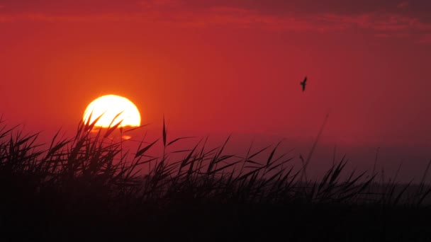 Horký Vibrující Vzduch Červeným Západem Slunce Ptáci Letí Červeném Pozadí — Stock video