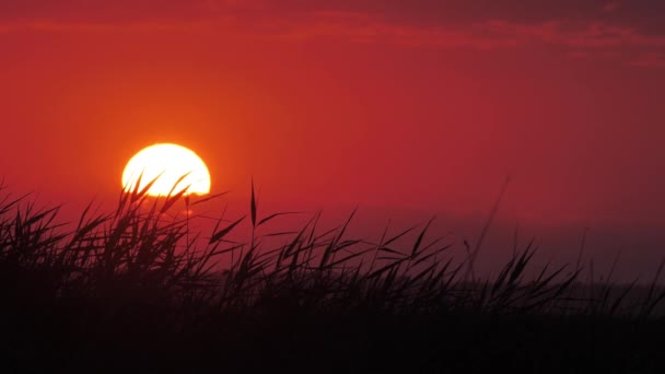 赤い夕日と熱い振動する空気 鳥たちは赤い夕日を背景に飛んでいます ゆらゆらと動く映像 太陽からの輝きは空気を動かす 湖のそばの暑い夏 — ストック動画