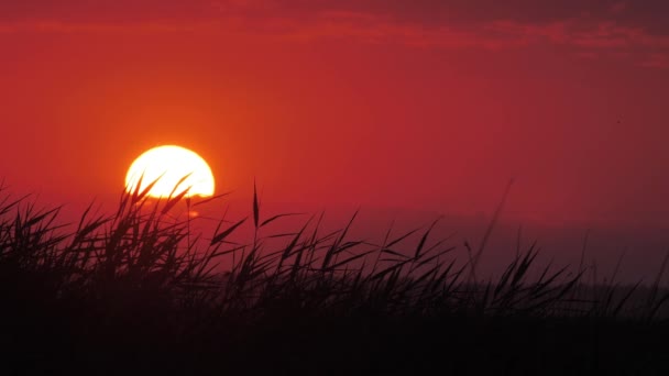Ζεστός Δονούμενος Αέρας Κόκκινο Ηλιοβασίλεμα Πουλιά Πετούν Κόκκινο Φόντο Ηλιοβασιλέματος — Αρχείο Βίντεο