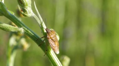 Kalkan böceği çimlerin üzerinde oturur. Böcek oturuyor ve kameraya bakıyor. Kalkan hareket ediyor. Carpocoris fuscispinus.