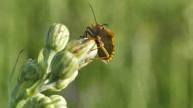 Kalkan böceği çimlerin üzerinde oturur. Böcek oturuyor ve kameraya bakıyor. Kalkan hareket ediyor. Carpocoris fuscispinus.