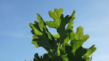 Meşe yaprakları rüzgarda hafifçe hareket eder..