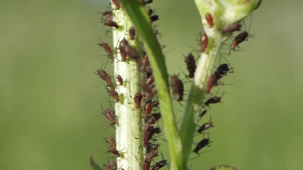 Áfido Cereza Negra Succionó Hierba Myzus Cerasi — Vídeos de Stock