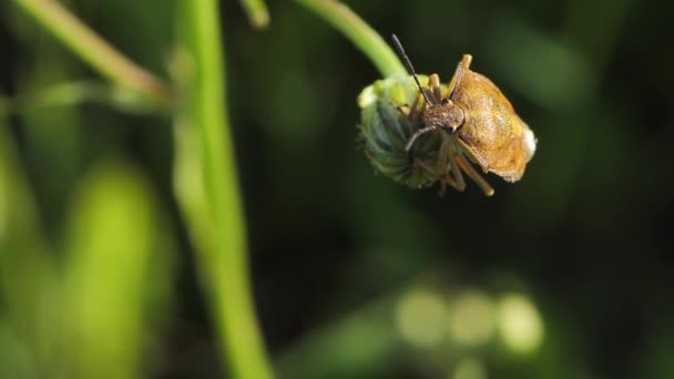 Schildwants Zit Het Gras Het Insect Zit Naar Camera Kijken — Stockvideo