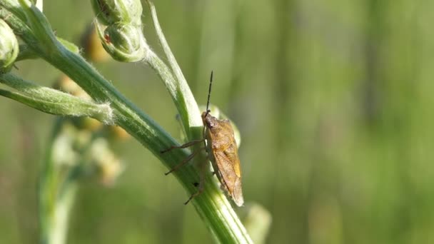 Shield Bug Sits Grass Insect Sitting Looking Camera Shield Moves — 비디오