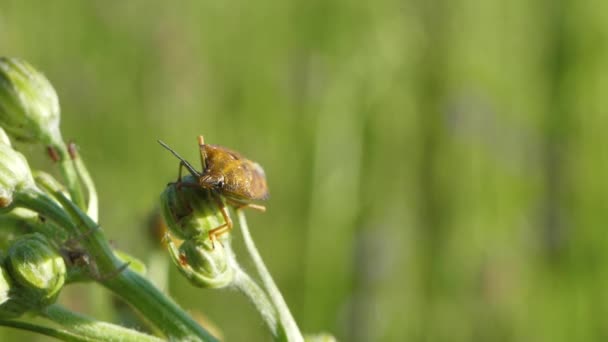 シールドバグが草の上に座っている 虫が座ってカメラを見ている シールドが動く カルポコリス フシスピヌス — ストック動画