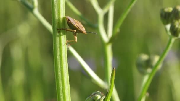 シールドバグが草の上に座っている 虫が座ってカメラを見ている シールドが動く カルポコリス フシスピヌス — ストック動画