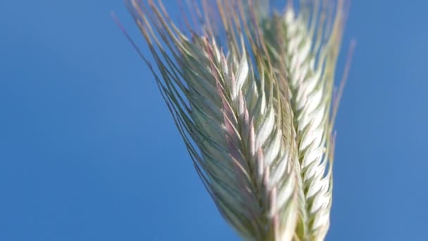 Cebada Verano Prado Mazorca Mueve Viento — Vídeos de Stock