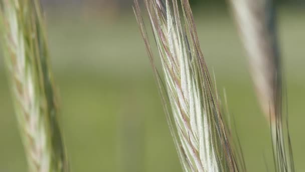 牧草地で夏の大麦 風にコブが動く — ストック動画
