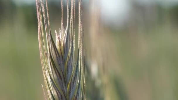 牧草地で夏の大麦 風にコブが動く — ストック動画
