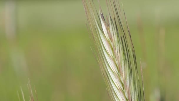 Orge Été Dans Prairie Épi Déplace Dans Vent — Video