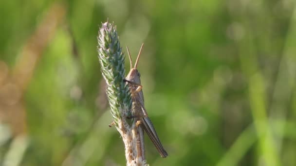 Saltamontes Sienta Una Hierba Del Prado — Vídeos de Stock