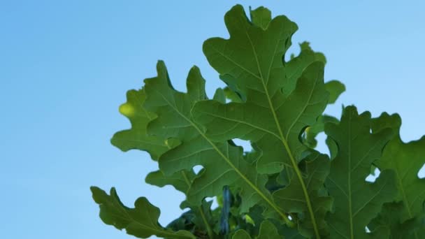 Oak Leaves Move Slightly Wind — Stock Video