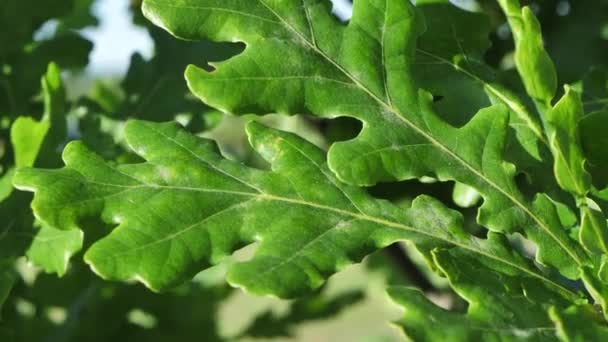 Oak Leaves Move Slightly Wind — 비디오