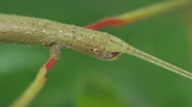 Çubuk Böceği Medauroidea extra dentata, Phasmatidae familyası. Dal kılığına girmiş. Bitkilerle beslenir.