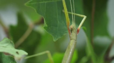 Çubuk Böceği Medauroidea extra dentata, Phasmatidae familyası. Dal kılığına girmiş. Bitkilerle beslenir.