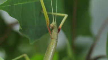 Çubuk Böceği Medauroidea extra dentata, Phasmatidae familyası. Dal kılığına girmiş. Bitkilerle beslenir.