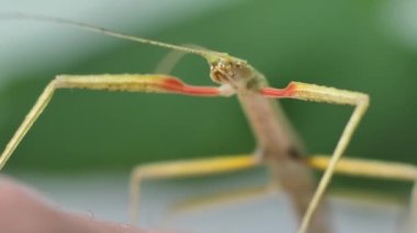 Çubuk Böceği Medauroidea extra dentata, Phasmatidae familyası. Dal kılığına girmiş. Bitkilerle beslenir.