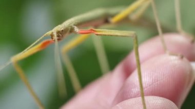 Çubuk Böceği Medauroidea extra dentata, Phasmatidae familyası. Dal kılığına girmiş. Bitkilerle beslenir.