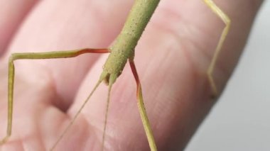 Çubuk Böceği Medauroidea extra dentata, Phasmatidae familyası. Dal kılığına girmiş. Bitkilerle beslenir.