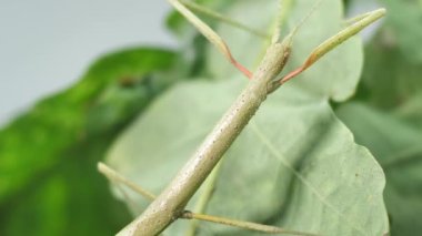Çubuk Böceği Medauroidea extra dentata, Phasmatidae familyası. Dal kılığına girmiş. Bitkilerle beslenir.