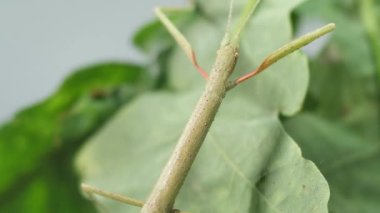 Çubuk Böceği Medauroidea extra dentata, Phasmatidae familyası. Dal kılığına girmiş. Bitkilerle beslenir.