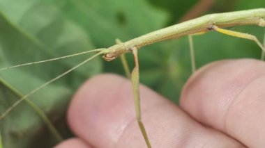 Çubuk Böceği Medauroidea extra dentata, Phasmatidae familyası. Dal kılığına girmiş. Bitkilerle beslenir.
