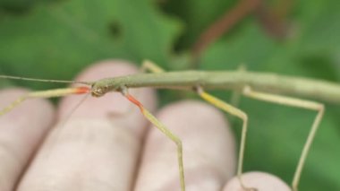 Çubuk Böceği Medauroidea extra dentata, Phasmatidae familyası. Dal kılığına girmiş. Bitkilerle beslenir.