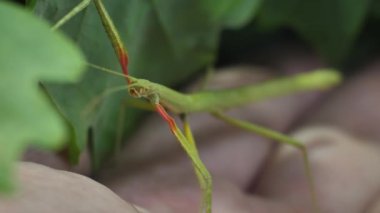 Çubuk Böceği Medauroidea extra dentata, Phasmatidae familyası. Dal kılığına girmiş. Bitkilerle beslenir.