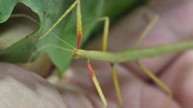 Çubuk Böceği Medauroidea extra dentata, Phasmatidae familyası. Dal kılığına girmiş. Bitkilerle beslenir.