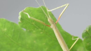 Çubuk Böceği Medauroidea extra dentata, Phasmatidae familyası. Dal kılığına girmiş. Bitkilerle beslenir.