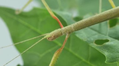 Çubuk Böceği Medauroidea extra dentata, Phasmatidae familyası. Dal kılığına girmiş. Bitkilerle beslenir.