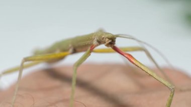 Çubuk Böceği Medauroidea extra dentata, Phasmatidae familyası. Dal kılığına girmiş. Bitkilerle beslenir.