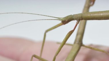 Çubuk Böceği Medauroidea extra dentata, Phasmatidae familyası. Dal kılığına girmiş. Bitkilerle beslenir.