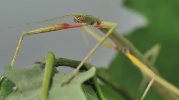 Stick Insect Medauroidea Extradentata Familia Phasmatidae Disfraza Rama Alimenta Plantas — Vídeos de Stock