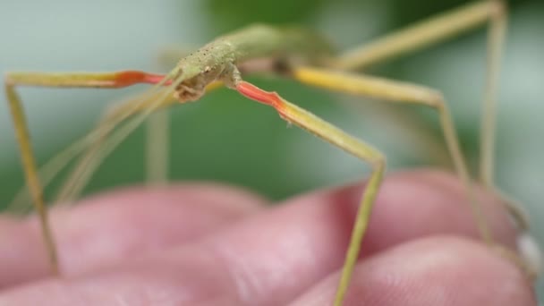 昆虫をスティックMedauroidee Exdata ファミリーPhasmatdae 枝として自分自身をDisguise 植物に餌をやる — ストック動画