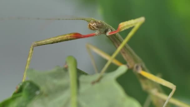 Stick Insekten Medauroidea Extradentata Familjen Phasmatidae Förklädnad Sig Som Gren — Stockvideo
