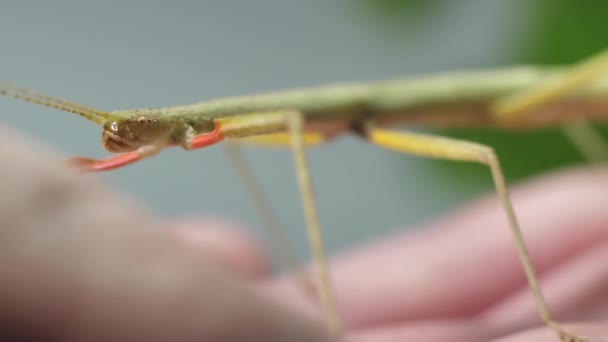 Насекомое Medauroidea Extradentata Семейство Phasmatidae Маскируется Ветку Питается Растениями — стоковое видео