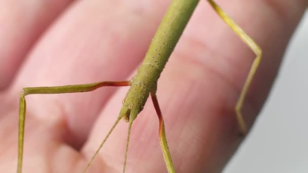 Stick Insect Medauroidea Extradentata Family Phasmatidae Disguises Itself Branch Feeds — 비디오