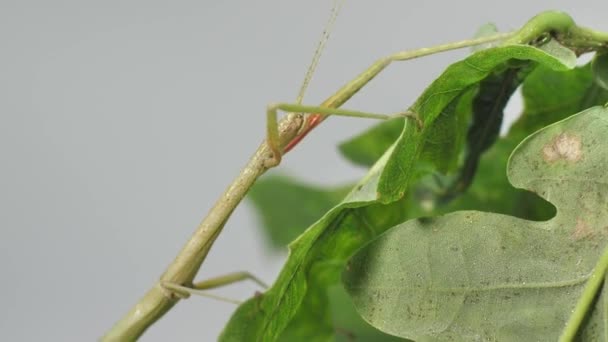 Stick Insect Medauroidea Extradentata Familia Phasmatidae Disfraza Rama Alimenta Plantas — Vídeos de Stock